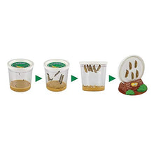 
                        
                          Cargar imagen en el visor de la galería, Insect Lore Butterfly Pavilion: Pavilion Habitat and Two Live Cups of Caterpillars with STEM Butterfly Journal - JOY2ESpree
                        
                      