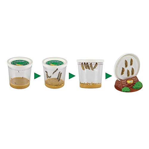 Insect Lore Two Cups of Caterpillars - Life Science & STEM Education - JOY2ESpree