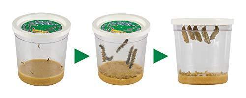 Insect Lore Live Cup of Caterpillars Deluxe - JOY2ESpree