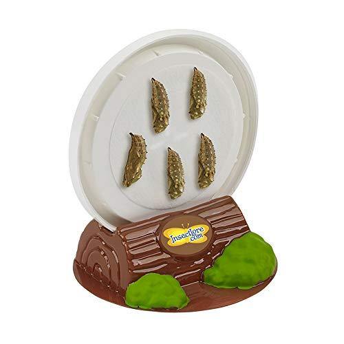 Insect Lore Live Cup of Caterpillars Deluxe - JOY2ESpree