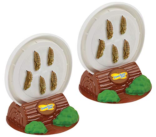 Insect Lore Two Cups of Caterpillars - Life Science & STEM Education - JOY2ESpree