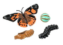
                        
                          將圖片載入圖庫檢視器 Insect Lore Giant Butterfly Garden with Voucher - JOY2ESpree
                        
                      