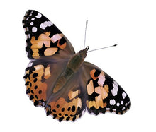 
                        
                          गैलरी व्यूवर में इमेज लोड करें, Insect Lore Two Cups of Caterpillars - Life Science &amp; STEM Education - JOY2ESpree
                        
                      