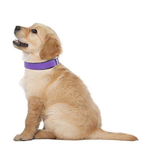 Downtown Pet Supply Deluxe Adjustable Thick Dog Collar, (Purple, XLarge)