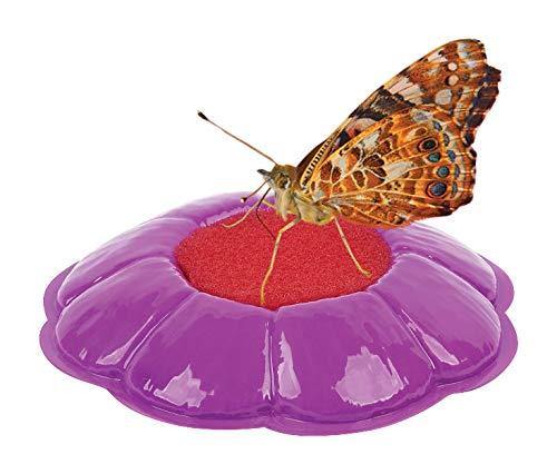 Insect Lore Live Cup of Caterpillars Deluxe - JOY2ESpree
