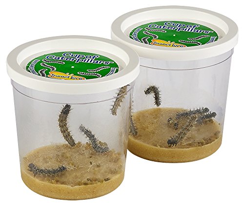 Insect Lore Two Cups of Caterpillars - Life Science & STEM Education - JOY2ESpree