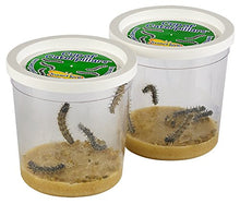 
                        
                          गैलरी व्यूवर में इमेज लोड करें, Insect Lore Two Cups of Caterpillars - Life Science &amp; STEM Education - JOY2ESpree
                        
                      