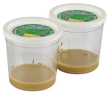 
                        
                          गैलरी व्यूवर में इमेज लोड करें, Insect Lore Two Cups of Caterpillars - Life Science &amp; STEM Education - JOY2ESpree
                        
                      