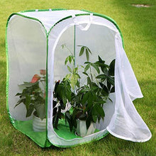 
                        
                          गैलरी व्यूवर में इमेज लोड करें, RESTCLOUD 36" Large Monarch Butterfly Habitat, Giant Collapsible Insect Mesh Cage Terrarium Pop-up 24 x 24 x 36 Inches - JOY2ESpree
                        
                      