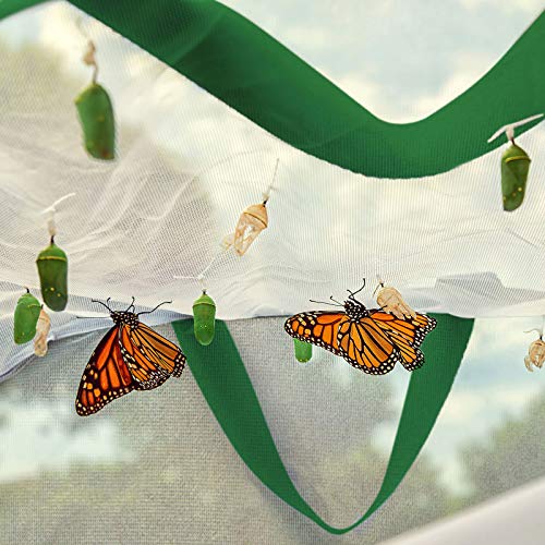 FUN LITTLE TOYS Square Butterfly Cage Set Butterfly Habitat Butterfly Garden Kit Insect Lore Butterfly Garden Without Butterfly - JOY2ESpree