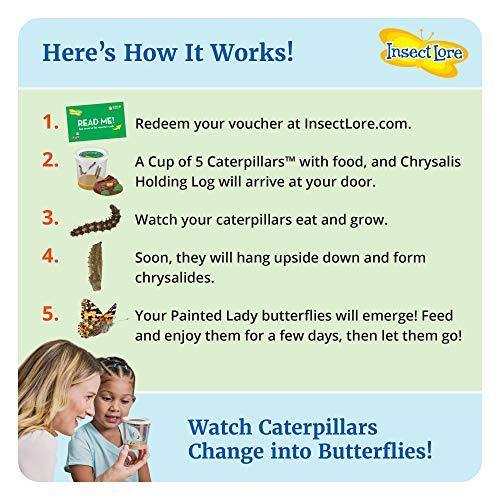 Insect Lore - BH Butterfly Growing Kit - With Voucher to Redeem Caterpillars Later - JOY2ESpree