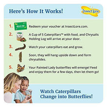 
                        
                          將圖片載入圖庫檢視器 Insect Lore - BH Butterfly Growing Kit - With Voucher to Redeem Caterpillars Later - JOY2ESpree
                        
                      