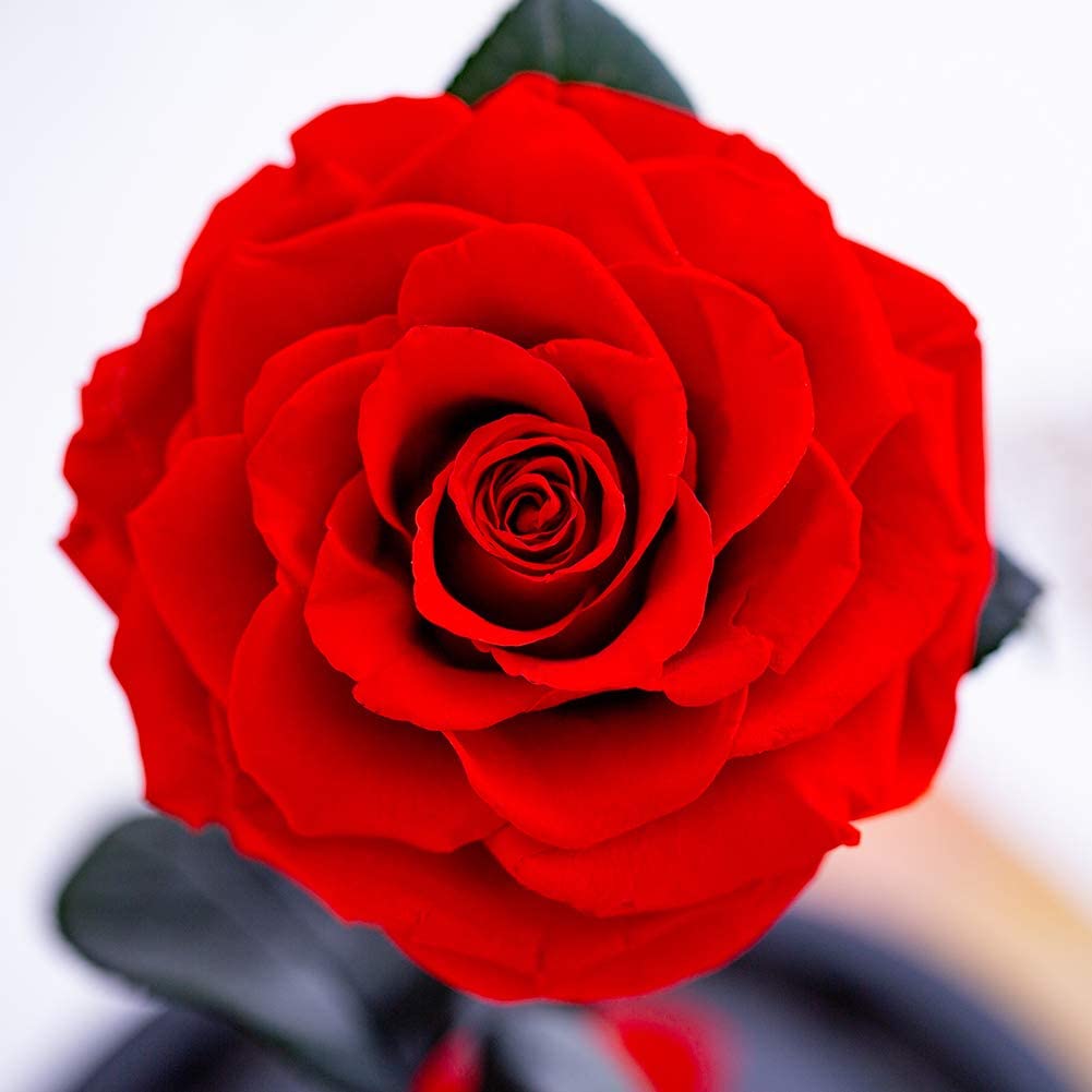 Eternal Rose- Preserved Flower Rose Handmade Fresh Flower Rose