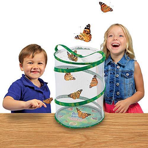Insect Lore - BH Butterfly Growing Kit - With Voucher to Redeem Caterpillars Later - JOY2ESpree