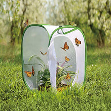 
                        
                          Load image into Gallery viewer, FUN LITTLE TOYS Square Butterfly Cage Set Butterfly Habitat Butterfly Garden Kit Insect Lore Butterfly Garden Without Butterfly - JOY2ESpree
                        
                      