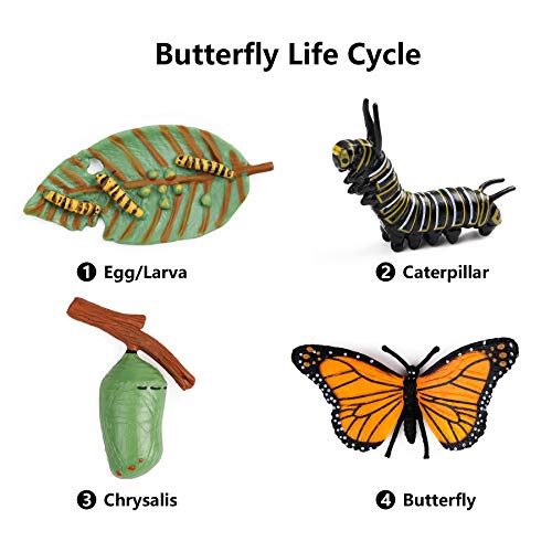UANDME 4pcs Butterfly Life Cycle Kit Lifestyle Stages of Monarch Butterfly Teaching Tools for Kids, Students - JOY2ESpree