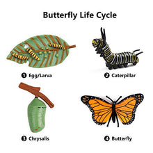 
                        
                          將圖片載入圖庫檢視器 UANDME 4pcs Butterfly Life Cycle Kit Lifestyle Stages of Monarch Butterfly Teaching Tools for Kids, Students - JOY2ESpree
                        
                      