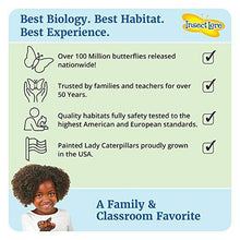
                        
                          將圖片載入圖庫檢視器 Insect Lore - BH Butterfly Growing Kit - With Voucher to Redeem Caterpillars Later - JOY2ESpree
                        
                      