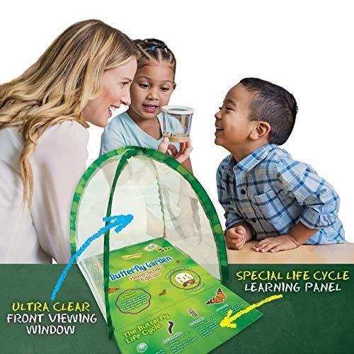 Insect Lore Butterfly Garden Home School Edition - JOY2ESpree