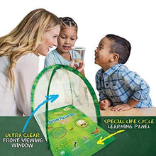 
                        
                          गैलरी व्यूवर में इमेज लोड करें, Insect Lore Butterfly Garden Home School Edition - JOY2ESpree
                        
                      