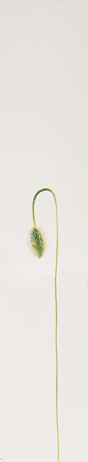 Kenzo Flower By Kenzo For Women. Eau De Parfum Spray 3.3 Ounces