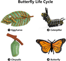 
                        
                          將圖片載入圖庫檢視器 UANDME 4pcs Butterfly Life Cycle Kit Lifestyle Stages of Monarch Butterfly Teaching Tools for Kids, Students - JOY2ESpree
                        
                      