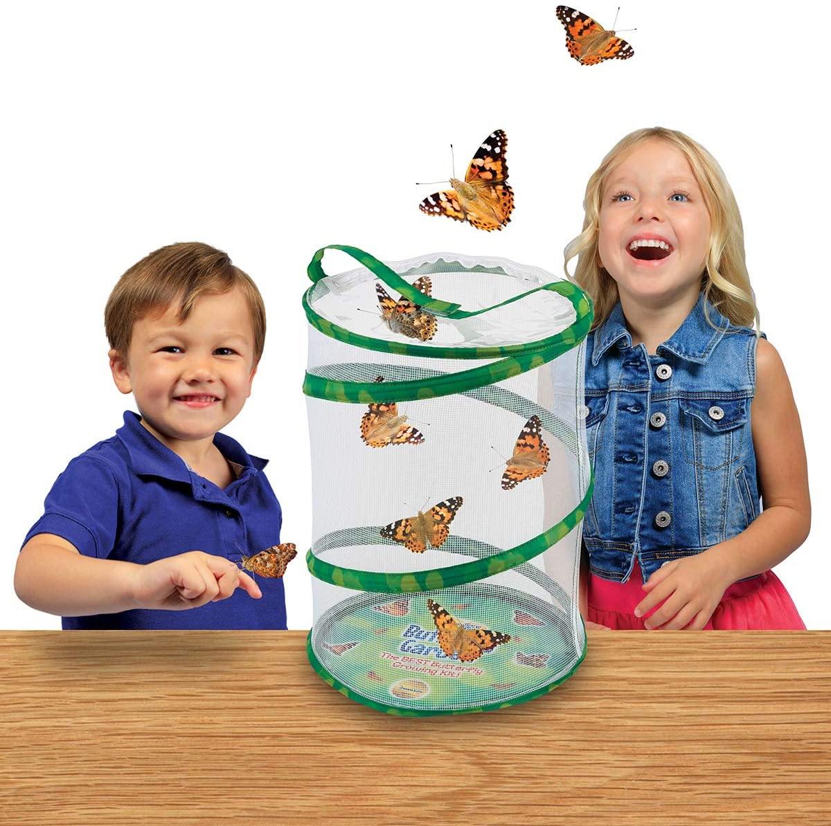 Insect Lore - BH Butterfly Growing Kit - With Voucher to Redeem Caterpillars Later - JOY2ESpree
