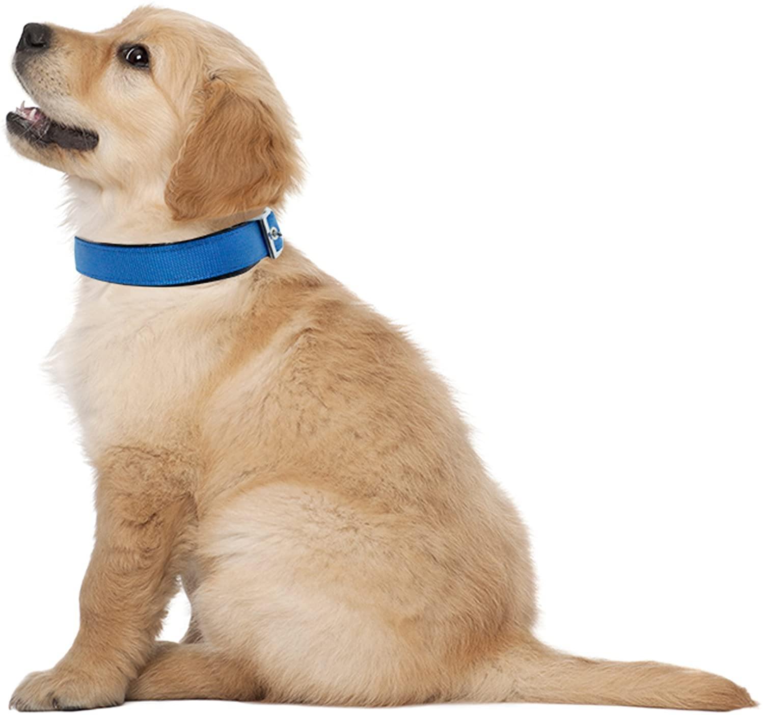 Downtown Pet Supply Deluxe Adjustable Thick Dog Collar, (Purple, XLarge)