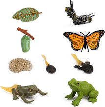 
                        
                          將圖片載入圖庫檢視器 UANDME 4pcs Butterfly Life Cycle Kit Lifestyle Stages of Monarch Butterfly Teaching Tools for Kids, Students - JOY2ESpree
                        
                      