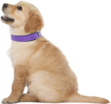 
                        
                          Load image into Gallery viewer, Downtown Pet Supply Deluxe Adjustable Thick Dog Collar, (Purple, XLarge)
                        
                      