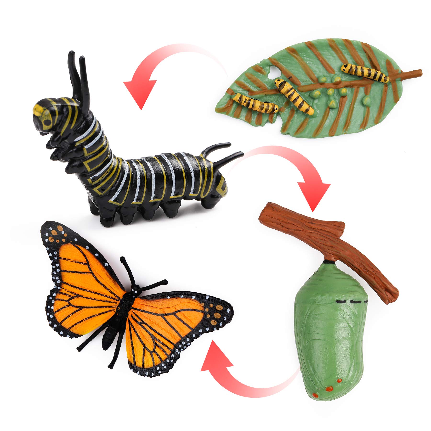UANDME 4pcs Butterfly Life Cycle Kit Lifestyle Stages of Monarch Butterfly Teaching Tools for Kids, Students - JOY2ESpree