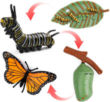 
                        
                          將圖片載入圖庫檢視器 UANDME 4pcs Butterfly Life Cycle Kit Lifestyle Stages of Monarch Butterfly Teaching Tools for Kids, Students - JOY2ESpree
                        
                      