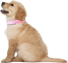 
                        
                          Load image into Gallery viewer, Downtown Pet Supply Deluxe Adjustable Thick Dog Collar, (Purple, XLarge)
                        
                      