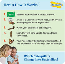 
                        
                          將圖片載入圖庫檢視器 Insect Lore - BH Butterfly Growing Kit - With Voucher to Redeem Caterpillars Later - JOY2ESpree
                        
                      